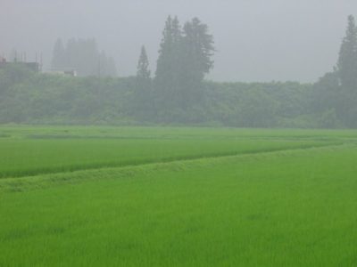 雨が強く降っています