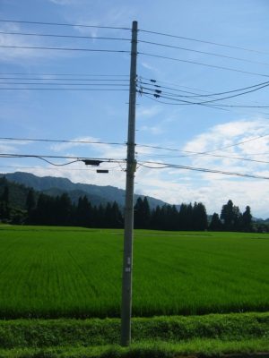 真夏の魚沼産コシヒカリの田んぼ