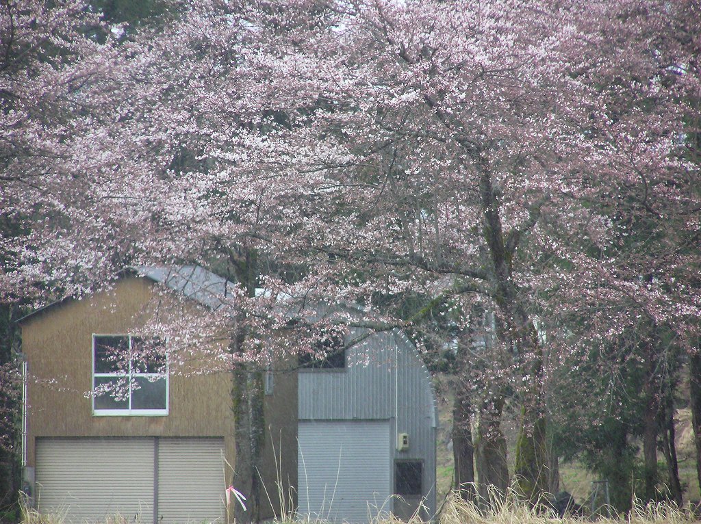 水無川の土手で桜が咲き始めました。